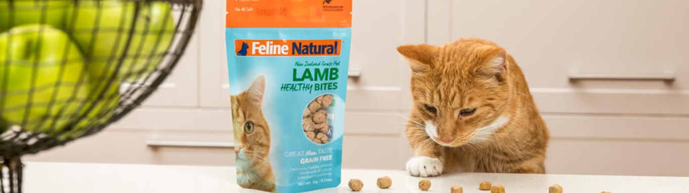Ginger cat eating treats from Natural Pet Food. 