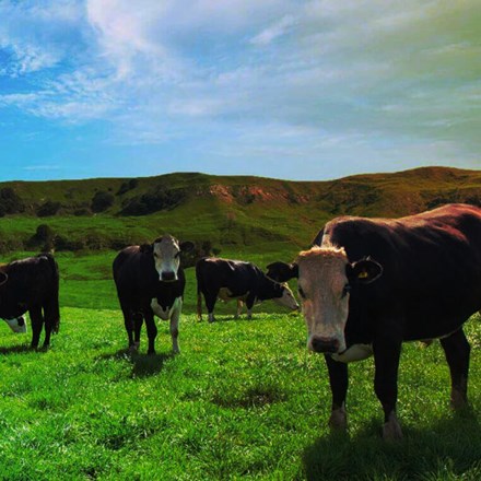 Cows in a pasture.