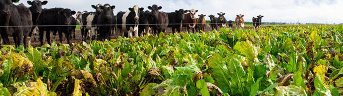 Bad crop with cows in the background
