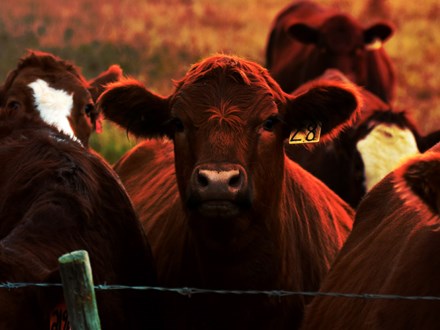 An image of young beef cattle standing near a barbed wire fence.