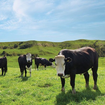 Greenlea Meats, cows in a field