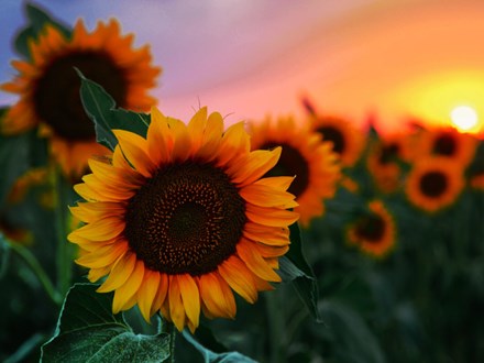 Field of young orange sunflowers on a sunset background.